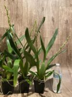 Double Spikes Oncidium Witch's Jewel 'Ivory Lips' (3.5” Pot) - Image 8