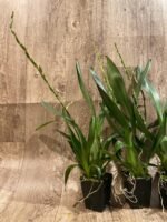 Double Spikes Oncidium Witch's Jewel 'Ivory Lips' (3.5” Pot) - Image 6