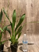 In Spike Oncidium Witch's Jewel 'Ivory Lips' (3.5” Pot) - Image 6