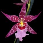 Tall Spike Aliceara Stellar Hoku (3.5” Pot)