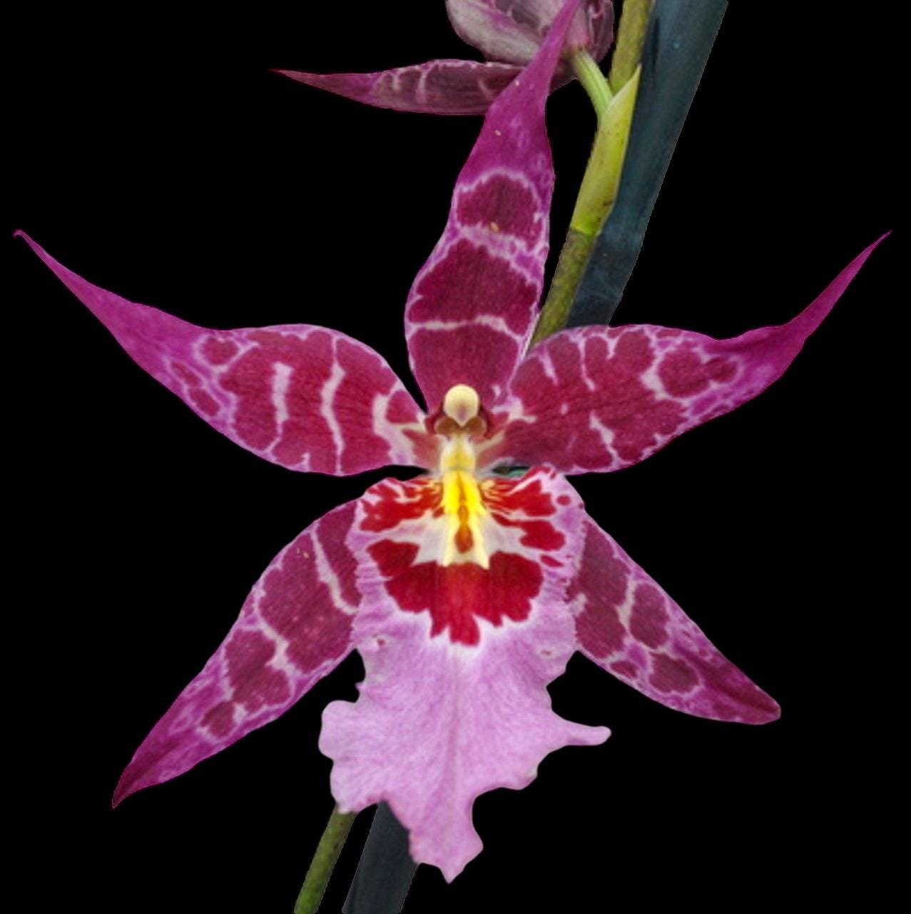 il_fullxfull.7390191637_htb8.jpg Tall Spike Aliceara Stellar Hoku (3.5” Pot) - Image 1