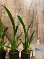 Tall Spike Aliceara Stellar Hoku (3.5” Pot) - Image 7