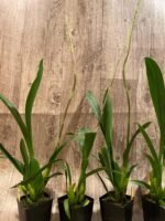 Tall Spike Aliceara Stellar Hoku (3.5” Pot) - Image 6