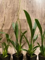 Tall Spike Aliceara Stellar Hoku (3.5” Pot) - Image 5