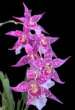 Tall Spike Aliceara Stellar Hoku (3.5” Pot) - Image 2