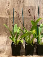 In Spike Wilsonara Tropical Stripe (3.5” pot) - Image 6