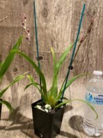Double Spikes Wilsonara Tropical Stripe (3.5” pot) - Image 6
