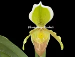 Paphiopedilum Madame Suzanne Déloy (helenae insigne v. aureum)