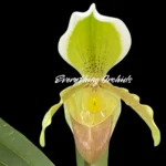 Paphiopedilum Madame Suzanne Déloy (helenae insigne v. aureum)