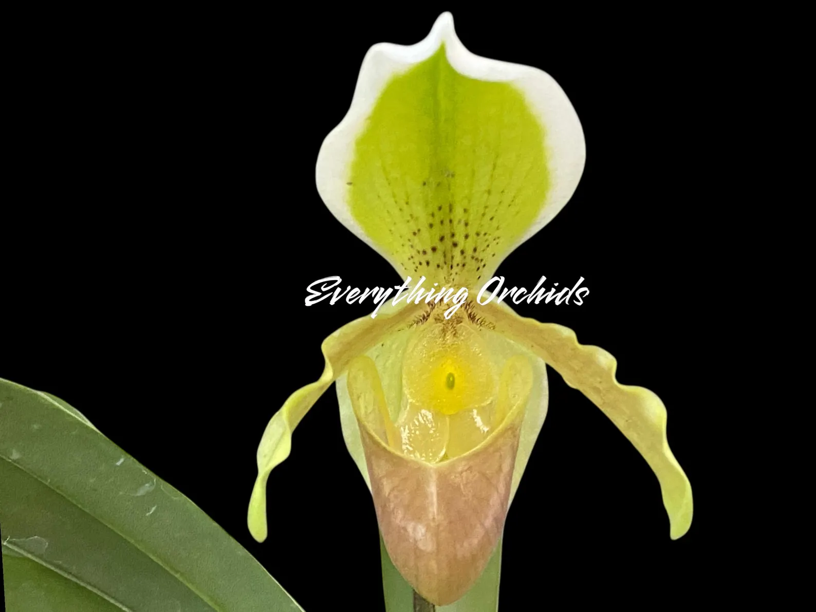 Paphiopedilum Madame Suzanne Déloy (helenae insigne v. aureum) Paphiopedilum Madame Suzanne Déloy (helenae insigne v. aureum)