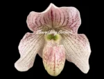 Paph. Angela (fairrieanum x niveum)