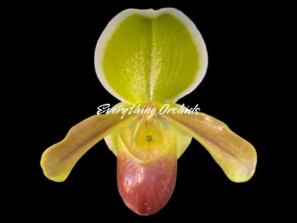 Paphiopedilum QF Tiny Charm (In-Charm x helenae)