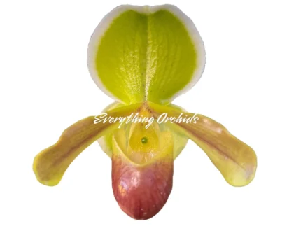 Paphiopedilum QF Tiny Charm (In-Charm x helenae)