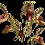 Paphiopedilum supardii x sib (‘Dragon Dance’×’Golden Boy’)