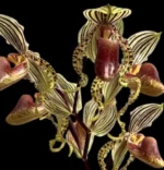Paphiopedilum supardii x sib (‘Dragon Dance’×’Golden Boy’)