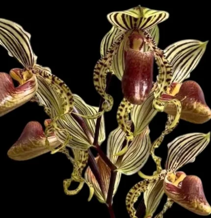 Paphiopedilum supardii x sib (‘Dragon Dance’×’Golden Boy’)