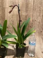 In Spike Paphiopedilum Charlene Multi-Growths (3.5” Pot) - Image 6