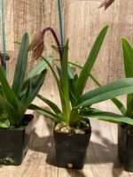 In Spike Paphiopedilum Charlene Multi-Growths (3.5” Pot) - Image 7