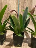 In Spike Paphiopedilum Charlene Multi-Growths (3.5” Pot) - Image 8