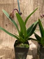 In Spike Paphiopedilum Charlene Multi-Growths (3.5” Pot) - Image 9