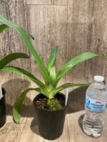 Paphiopedilum Susan Booth (rothchildianum 'Wen-Shin #1' x glanduliferum 'Chen Shamn')  BS (4.5" pot) - Image 4