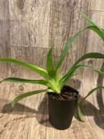 Paphiopedilum Susan Booth (rothchildianum 'Wen-Shin #1' x glanduliferum 'Chen Shamn')  BS (4.5" pot) - Image 5