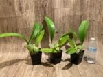 Oncidium ampliatum (3.5” Pot) - Image 3