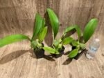 Oncidium ampliatum (3.5” Pot) - Image 4