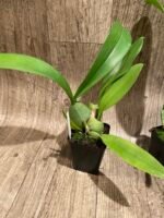 Oncidium ampliatum (3.5” Pot) - Image 5