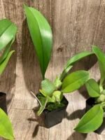 Oncidium ampliatum (3.5” Pot) - Image 6