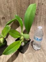 Oncidium ampliatum (3.5” Pot) - Image 7