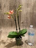 Phalaenopsis Dtps I-Hsin Confetio ‘Peloric’