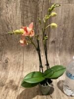 Double Spikes Phalaenopsis Dtps I-Hsin Confetio ‘Peloric’ (3.5" pot) - Image 5