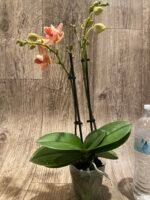 Double Spikes Phalaenopsis Dtps I-Hsin Confetio ‘Peloric’ (3.5" pot) - Image 6