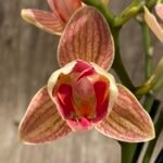 Phalaenopsis Dtps I-Hsin Confetio ‘Peloric’