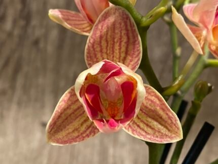 Phalaenopsis Dtps I-Hsin Confetio ‘Peloric’