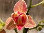 Double Spikes Phalaenopsis Dtps I-Hsin Confetio ‘Peloric’ (3.5" pot) - Image 2