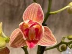 Double Spikes Phalaenopsis Dtps I-Hsin Confetio ‘Peloric’ (3.5" pot) - Image 3