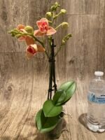 Double Spikes Phalaenopsis Dtps I-Hsin Confetio ‘Peloric’ (3.5" pot) - Image 7