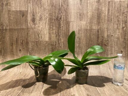 Phalaenopsis Golden Apollon