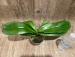 Phalaenopsis Golden Apollon (4" pot) - Image 6