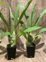 IN SPIKE Sale Fragrant Cycnodes Taiwan Gold ‘Orange’ (2.25” pot) - Image 7