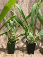 IN SPIKE Sale Fragrant Cycnodes Taiwan Gold ‘Orange’ (2.25” pot) - Image 8