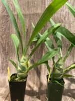 IN SPIKE Sale Fragrant Cycnodes Taiwan Gold ‘Orange’ (2.25” pot) - Image 9