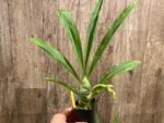 IN SPIKE Sale Fragrant Cycnodes Taiwan Gold ‘Orange’ (2.25” pot) - Image 6