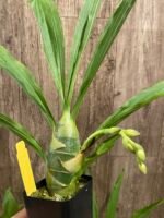 IN SPIKE Sale Fragrant Cycnodes Taiwan Gold ‘Orange’ (2.25” pot) - Image 4