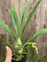 IN SPIKE Sale Fragrant Cycnodes Taiwan Gold ‘Orange’ (2.25” pot) - Image 5