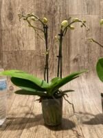 Double Spikes Phal. Happy Mark x Phal. Amabilis (3.5" pot) - Image 7