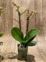 Double Spikes Phal. Happy Mark x Phal. Amabilis (3.5" pot) - Image 8