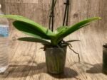 Double Spikes Phal. Happy Mark x Phal. Amabilis (3.5" pot) - Image 9